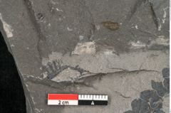 Foto (Detailansicht) von Thinnfeldia lunzensis Ettingshausen (NHMW-GEO-2024-0188-10590)